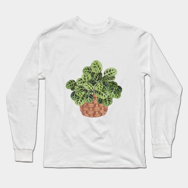 Prayer Plant In Basket Long Sleeve T-Shirt by gusstvaraonica